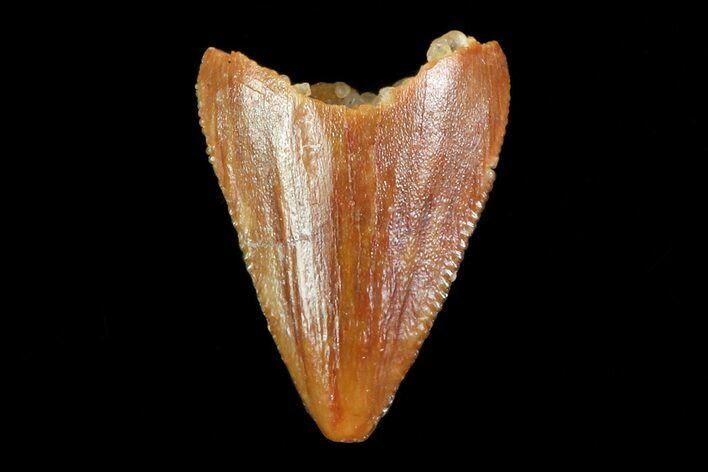 Unusual, Serrated Crocodylomorph Tooth - Morocco #72756